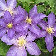 Клематис крупноцветковый Анна Герман Клематис крупноцветковый Анна Герман