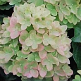 Гортензия метельчатая Pastel Green