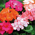 Пеларгония зональная Горизонт Микс