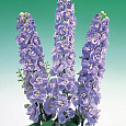Дельфиниум высокий Гвардиан Лавендер Дельфиниум высокий Гвардиан Лавендер