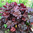 Гейхера гибридная Prince Гейхера гибридная Prince