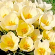 Крокус Ботанический Cream beauty
