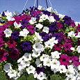 Петуния балконная Смесь окрасок