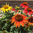Эхинацея Шайенн Спирит
