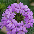 Вербена Обсешн Лилак