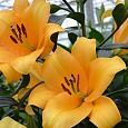 Лилия ОТ-гибрид Террасол Лилия ОТ-гибрид Террасол
