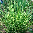Мискантус китайский 'Gold Bar'