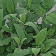 Шалфей овощной Бриз