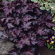 Гейхера Палас Парпл Гейхера Палас Парпл