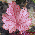 Гейхера гибридная Виена