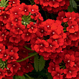 Вербена Тускани Скарлет