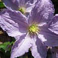 Клематис крупноцветковый Блекитни Аниол
