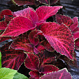 Колеус Визард Вельвет Ред Колеус Визард Вельвет Ред