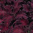 Колеус Dragon Black