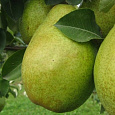 Груша плодовая Выставочная