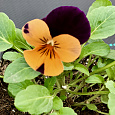 Фиалка рогатая Эдмаер Оранж Парпл Винг