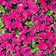 Петуния бахромчатая Афродита пурпурная
