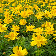 Космея Солнечная желтая