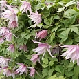 Клематис Pink Dream