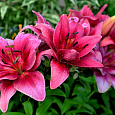 Лилия азиатская махровая Церес
