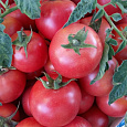 Томат Ляна Розовая
