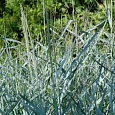 Просо прутьевидное Prairie Sky