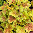 Гейхера гибридная Миракл Гейхера гибридная Миракл