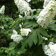Гортензия дуболистная