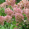 Гортензия метельчатая Sunday Fraise
