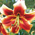 Лилия ОТ-гибрид Матисс Лилия ОТ-гибрид Матисс