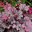 Гейхера Sugar Berry Гейхера Sugar Berry