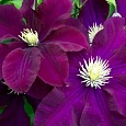 Клематис крупноцветковый Варшавска Найк Клематис крупноцветковый Варшавска Найк