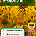 Гелениум Гупеса