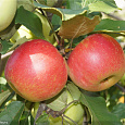 Яблоня Чаровница