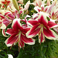 Лилия ОТ-гибрид Флэшпоинт