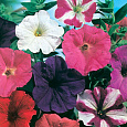 Петуния многоцветковая Колорама микс F2