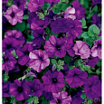 Петуния ампельная F1 Вейв Блю