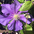 Клематис крупноцветковый Генерал Сикорский Клематис крупноцветковый Генерал Сикорский
