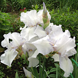 Ирис германский English Cottage Ирис германский English Cottage