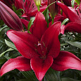 Лилия ЛА-гибрид Атакама Лилия ЛА-гибрид Атакама