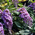 Буддлея Давида Петит Лавендер