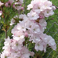 Вишня мелкопильчатая Amanogawa