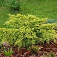 Можжевельник горизонтальный Лайм Глоу