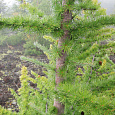 Лиственница японская Диана