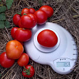 Томат Сибирский скороспелый Томат Сибирский скороспелый