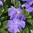 Петуния грандифлора Дримс Скай Блю