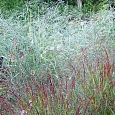 Просо прутьевидное Prairie Sky