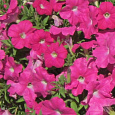 Петуния гибридная Трилоджи Роуз