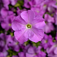 Петуния грандифлора Тритуния Лавендер