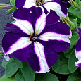 Петуния крупноцветковая Танго Синяя с белой звездой